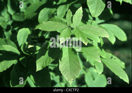 Nikko Ahorn Acer Nikoense (Aceraceae) Stockfoto