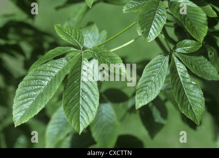 Rote Rosskastanie Aesculus Pavia (Hippocastanaceae) Stockfoto