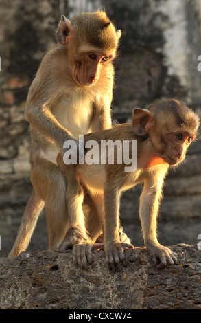 Juvenile Affen spielen, Lopburi Monkey Festival in Lop Buri, Zentral-thailand Stockfoto