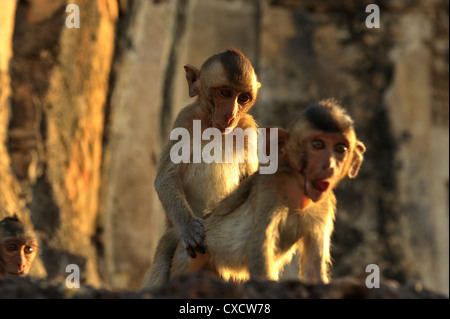 Juvenile Affen spielen, Lopburi Monkey Festival in Lop Buri, Zentral-thailand Stockfoto