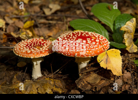 zwei rote Fliegenpilz-Pilze Stockfoto