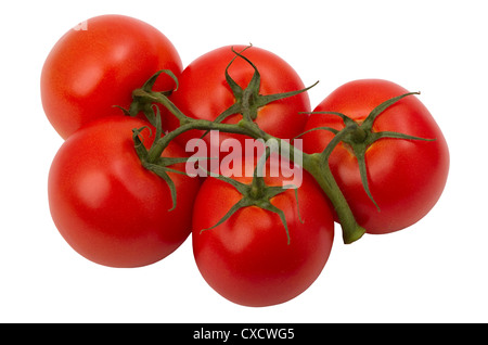 reife Tomaten auf einem Ast, isoliert auf weißem Hintergrund Stockfoto