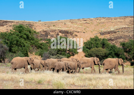 Elefanten (Loxodonta Africana), Desert Huab River Valley, Torra Conservancy, Damaraland, Namibia, Afrika Stockfoto