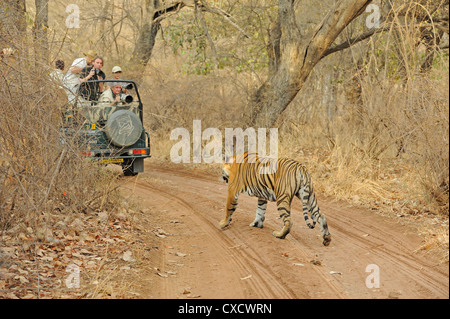 Tiger-Fotografie im trockenen Strauch Wald Lebensraum Ranthambore Nationalpark Stockfoto