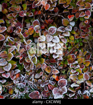 Detail der kleine bunte Pflanze mit Blättern von verschiedenen Farben, Nepal Stockfoto