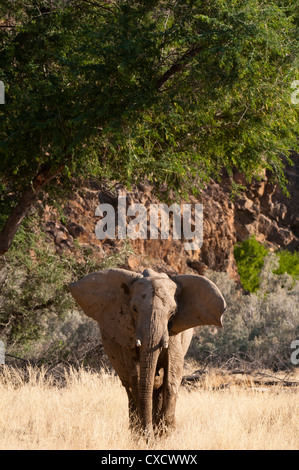 Wüste Elefant (Loxodonta Africana), Skeleton Coast Nationalpark, Namibia, Afrika Stockfoto