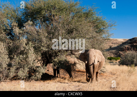 Wüste Elefant (Loxodonta Africana), Skeleton Coast Nationalpark, Namibia, Afrika Stockfoto