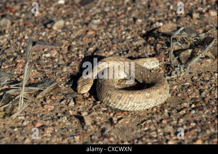 Sidewinder-Schlange (Peringuey Addierer) (Bitis Peringueyi), Skeleton Coast Nationalpark, Namibia, Afrika Stockfoto