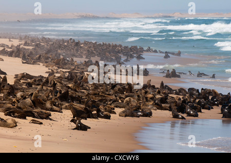 Kap-Seebär (Arctocephalus Pusilus), Skeleton Coast Nationalpark, Namibia, Afrika Stockfoto