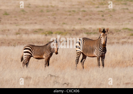 Hartmann Bergzebra (Equus Zebra Hartmannae), Palmwag Konzession, Damaraland, Namibia, Afrika Stockfoto