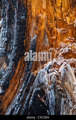 Warmes Licht von der Sonne auf den Stamm eines Baumes bedeckt mit Frost, Nepal Stockfoto