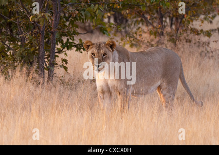 Löwe (Panthera Leo), Ongava Game Reserve in der Nähe von Etosha Nationalpark, Namibia, Afrika Stockfoto