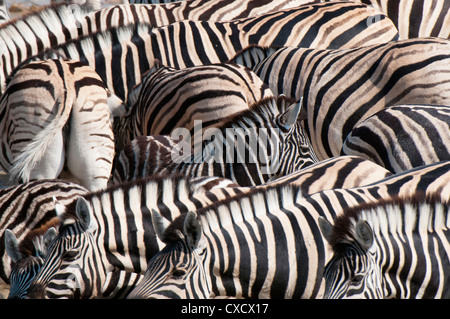 Burchell Zebra (Equus Burchellii), Etosha Nationalpark, Namibia. Afrika Stockfoto