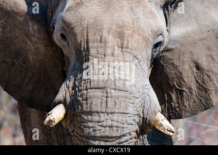 Afrikanischer Elefant (Loxodonta Africana), Etosha Nationalpark, Namibia, Afrika Stockfoto