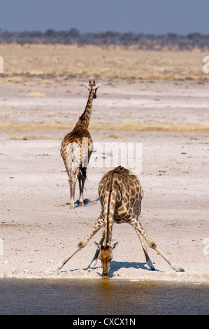Giraffe (Giraffa Plancius), Etosha Nationalpark, Namibia, Afrika Stockfoto