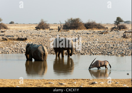 Afrikanischer Elefant (Loxodonta Africana), Etosha Nationalpark, Namibia, Afrika Stockfoto
