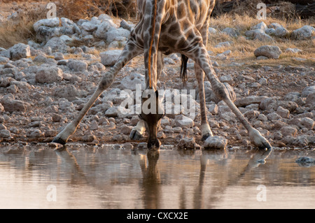 Giraffe (Giraffa Plancius) trinken, Etosha Nationalpark, Namibia, Afrika Stockfoto