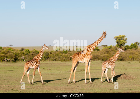 Giraffe (Giraffa Plancius), Masai Mara, Kenia, Ostafrika, Afrika Stockfoto