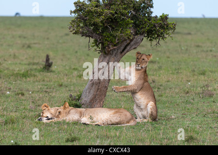 Löwe (Panthera Leo), Masai Mara, Kenia, Ostafrika, Afrika Stockfoto