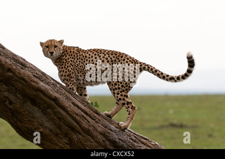 Gepard, (Acynonix Jubatus), Masai Mara, Kenia, Ostafrika, Afrika Stockfoto