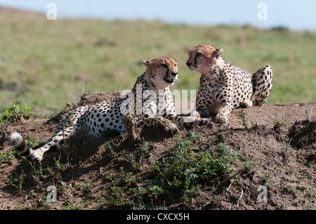 Gepard (Acynonix Jubatus), Masai Mara, Kenia, Ostafrika, Afrika Stockfoto