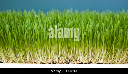 Wheat Germ Keimen auf einem Bio-Bauernhof Stockfoto