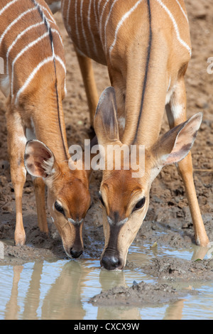 Nyala (Tragelaphus Angasii), Frau mit Baby trinken, Mkhuze Game Reserve, Südafrika, Afrika Stockfoto