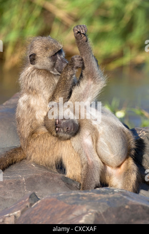 Chacma Paviane (Papio Cynocephalus Ursinus), Pflege, Krüger Nationalpark, Südafrika, Afrika Stockfoto