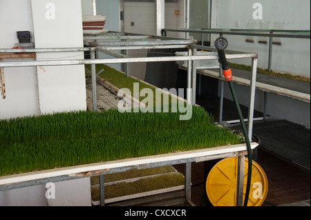 Wheat Germ Keimen auf einem Bio-Bauernhof Stockfoto