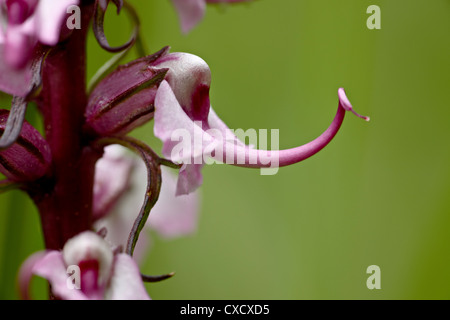 Elefant Köpfe, Cottonwood Pass Collegiate Peaks Wilderness, Gunnison National Forest, Colorado Stockfoto