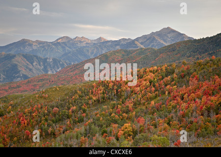 Rot und Orange Herbstfarben in den Wasatch Mountains, Uinta National Forest, Utah, Vereinigte Staaten von Amerika, Nordamerika Stockfoto