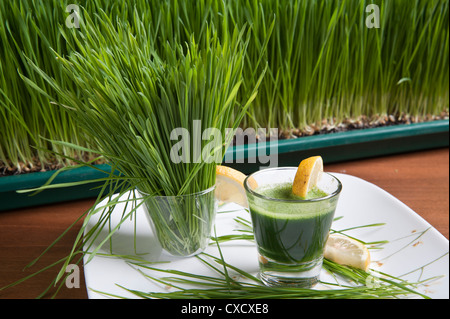 Weizengras Sprossen und Weizengras trinken Stockfoto