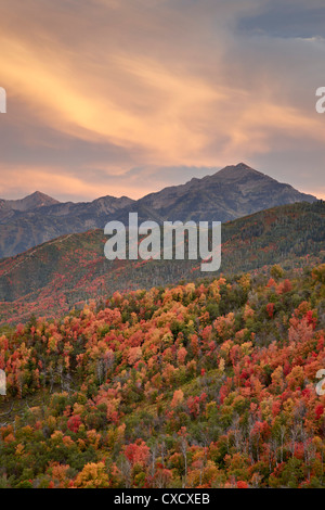 Orange Wolken bei Sonnenuntergang über orange und rot Ahornbäume im Herbst, Uinta National Forest, Utah, Vereinigte Staaten von Amerika Stockfoto