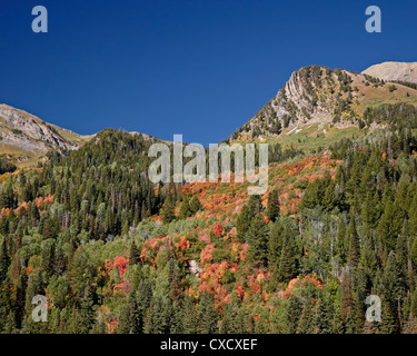 Orange-Ahorn unter Evergreens, Uinta National Forest, Utah, Vereinigte Staaten von Amerika, Nordamerika Stockfoto