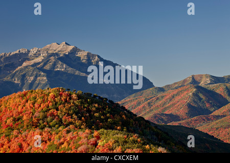 Orange und rot Ahornbäume im Herbst, Wasatch Mountain State Park, Utah, Vereinigte Staaten von Amerika, Nordamerika Stockfoto
