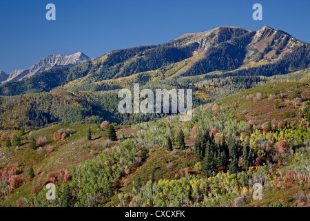 Rot und orange Ahorne und gelbe Espen in den Herbst, Wasatch Mountain State Park, Utah, Vereinigte Staaten von Amerika, Nord Amerika Stockfoto