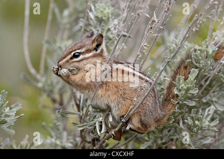 Yellow Pine Streifenhörnchen (Eutamias Amoenus) Essen Wüsten-Beifuß-Blätter, Yellowstone-Nationalpark, Wyoming, Vereinigte Staaten von Amerika Stockfoto
