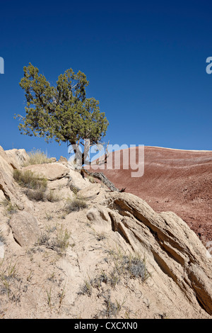 Wacholder in den Badlands, Capitol Reef National Park, Utah, Vereinigte Staaten von Amerika, Nord Amerika Stockfoto