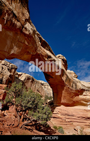 Hickman Bridge, Capitol Reef National Park, Utah, Vereinigte Staaten von Amerika, Nordamerika Stockfoto