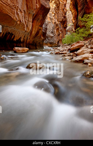 Kaskade in der Meerenge von der Virgin River, Zion Nationalpark, Utah, Vereinigte Staaten von Amerika, Nordamerika Stockfoto