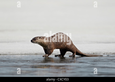 Fischotter (Lutra Canadensis) auf gefrorenen Yellowstone Lake, Yellowstone-Nationalpark, Wyoming, Vereinigte Staaten von Amerika Stockfoto