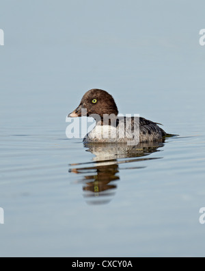 Barrow Goldeneye (Bucephala Islandica) schwimmen, Yellowstone-Nationalpark, Wyoming, Vereinigte Staaten von Amerika, Nordamerika Stockfoto