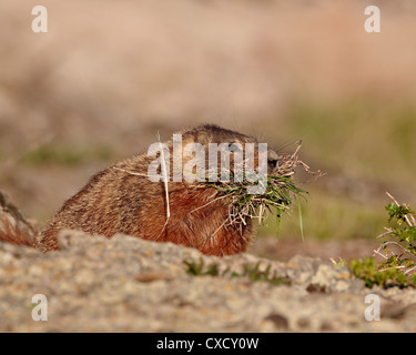 Bauche Murmeltier (Angsthase Murmeltier) (Marmota Flaviventris) mit Nistmaterial, Yellowstone-Nationalpark, Wyoming Stockfoto