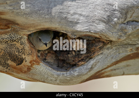 Weibliche Mountain Bluebird (Sialia Currucoides), verlassen Sie das Nest, Yellowstone-Nationalpark, Wyoming Stockfoto