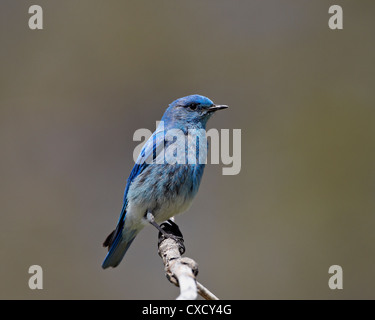 Männlichen Mountain Bluebird (Sialia Currucoides), Yellowstone-Nationalpark, Wyoming, Vereinigte Staaten von Amerika, Nordamerika Stockfoto