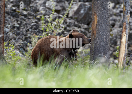 Zimt gefärbt Schwarzbären (Ursus Americanus), Yellowstone-Nationalpark, Wyoming, Vereinigte Staaten von Amerika, Nordamerika Stockfoto