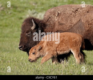 Bisons (Bison Bison) Kuh und Kalb, Yellowstone-Nationalpark, Wyoming, Vereinigte Staaten von Amerika, Nordamerika Stockfoto