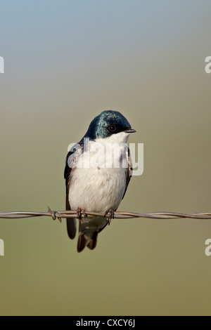 Baum zu schlucken (Tachycineta bicolor), Helena National Forest, Montana, Vereinigte Staaten von Amerika, Nordamerika Stockfoto