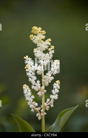 Westlichen False Salomonssiegel, Glacier National Park, Montana Stockfoto