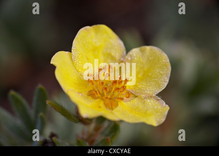 Strauchige Fingerkraut (Potentilla Fruticosa), Waterton Lakes National Park, Alberta, Kanada, Nordamerika Stockfoto